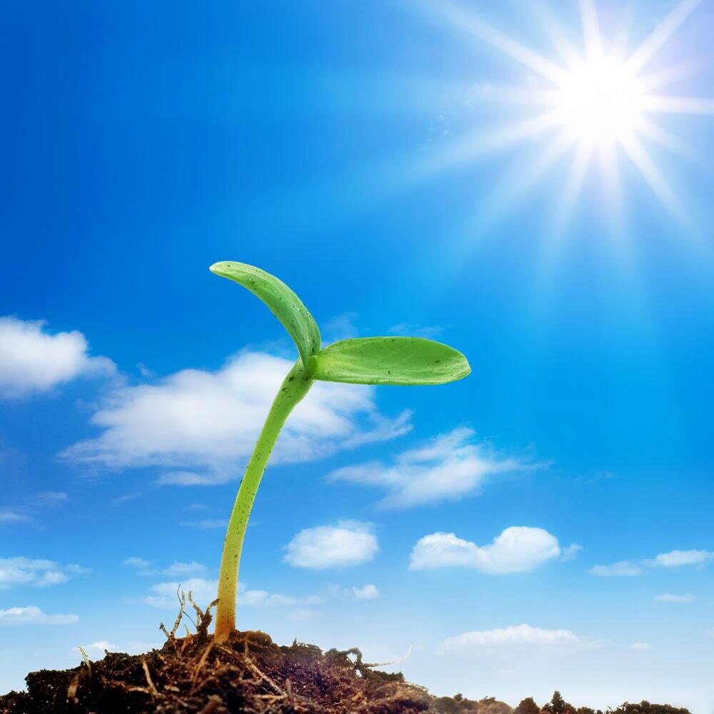 万物生长靠太阳,人生存离不开阳气