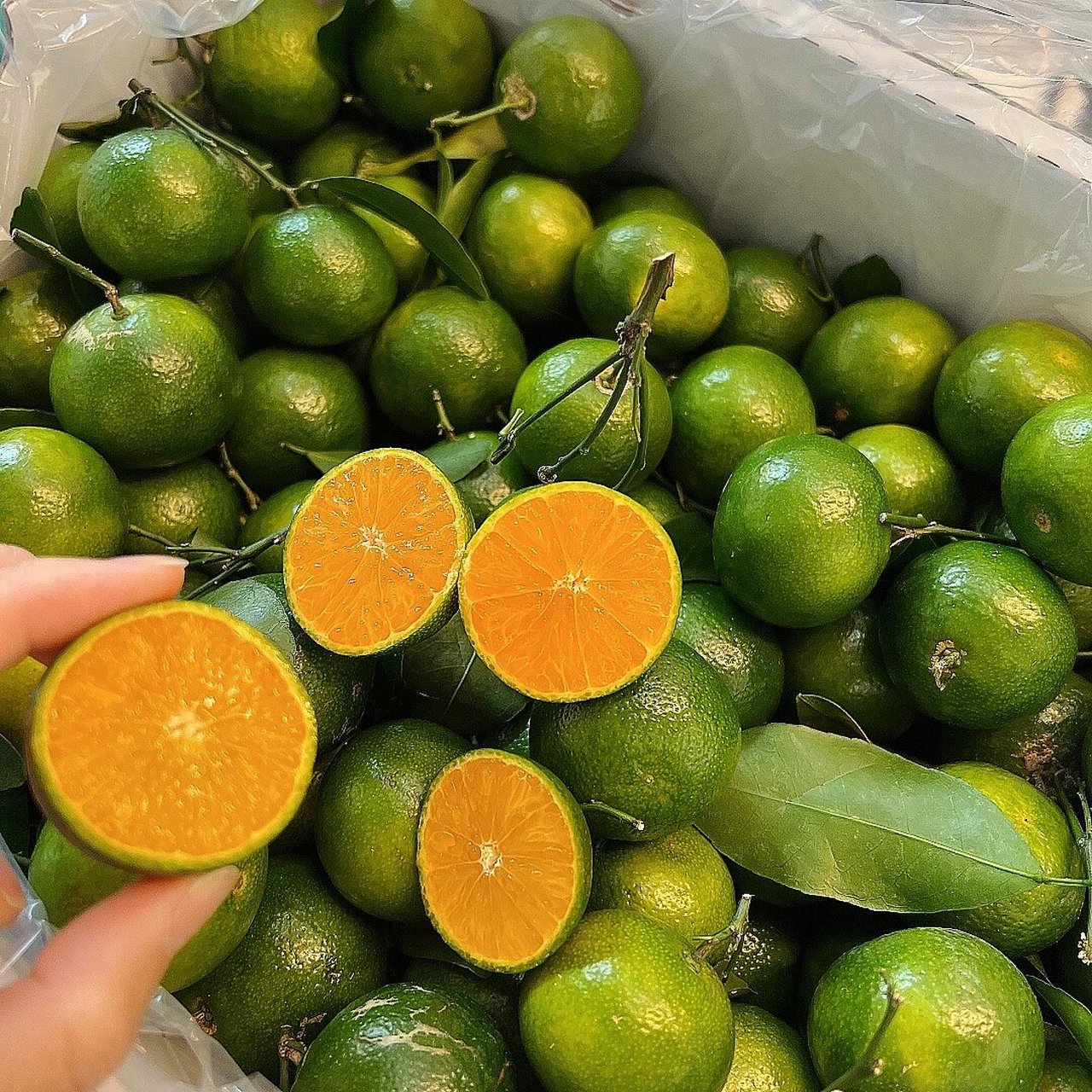 真的可以吃出茶香 茶桔口感很独特,清香,甘甜,还真带着清香的茶95味