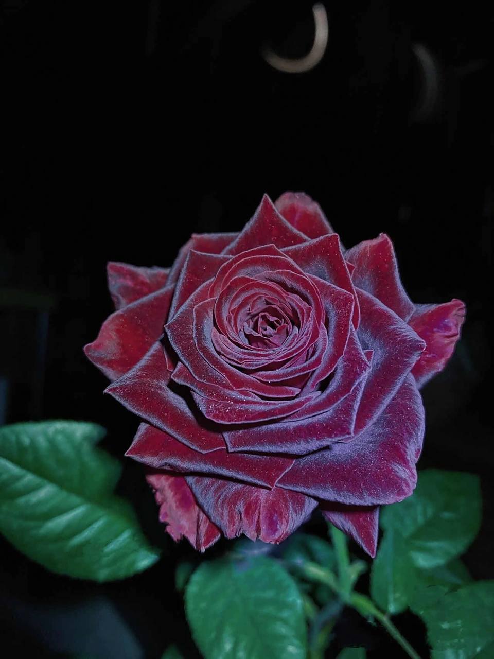 黑巴克 温柔与真心,独一无二的爱💕黑巴克