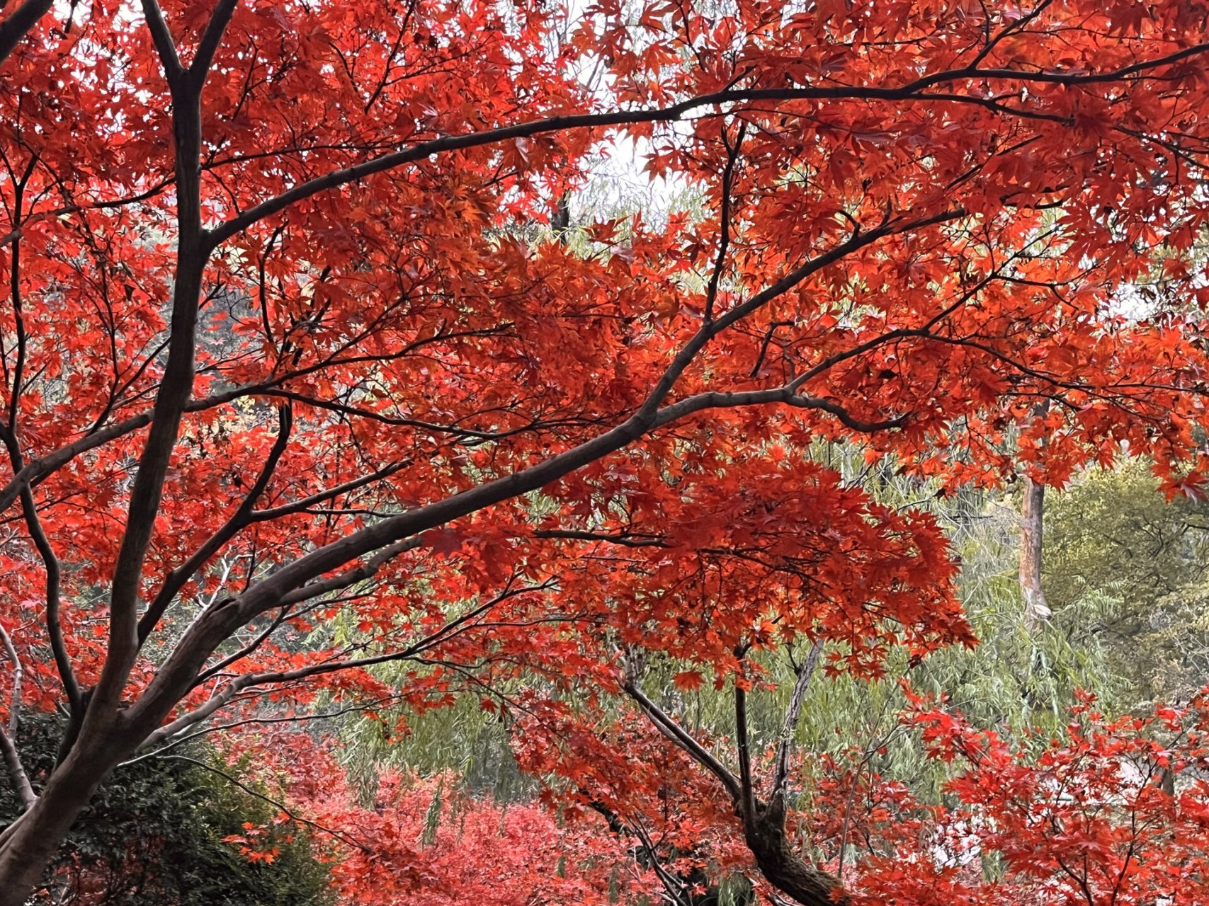 岳麓山枫叶图片