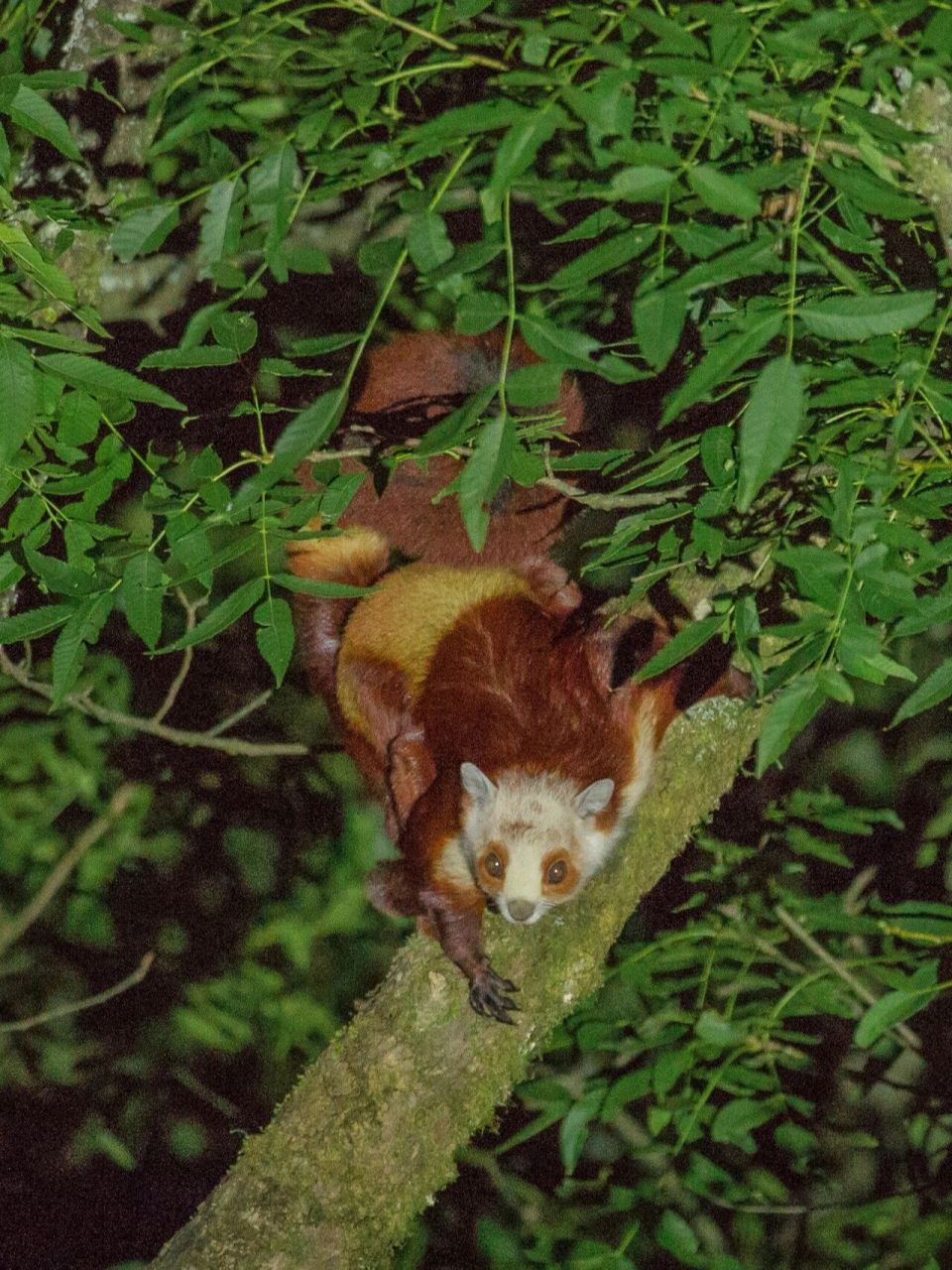 {重庆} 周边自驾 观赏 超可爱红白鼯鼠 原创拍摄于 2021.7.