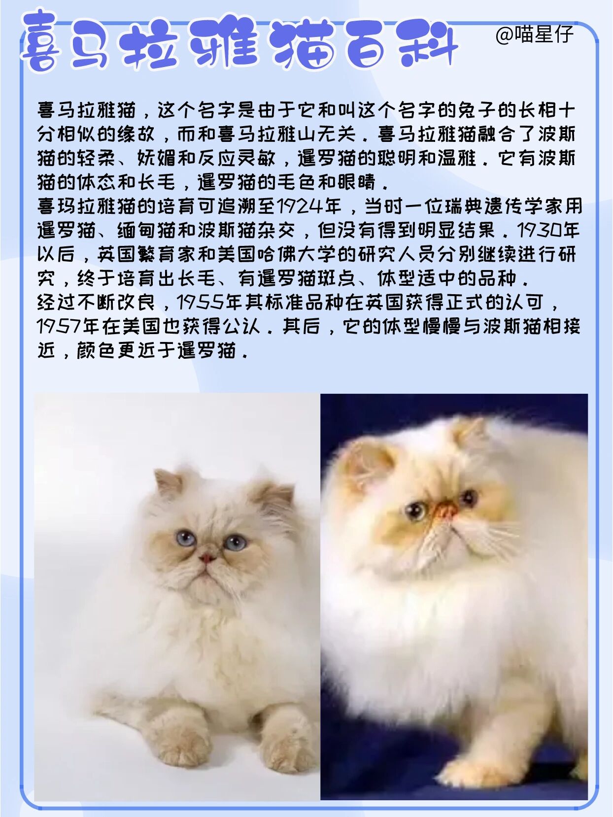 喜马拉雅猫价格图片