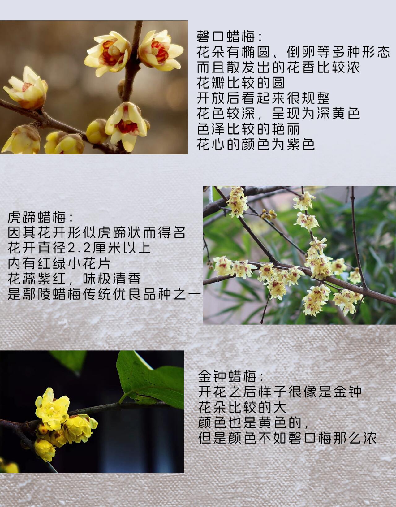 蜡梅品种有哪些 蜡梅,又被称为金梅腊梅或黄梅花,得名于其常见的黄色