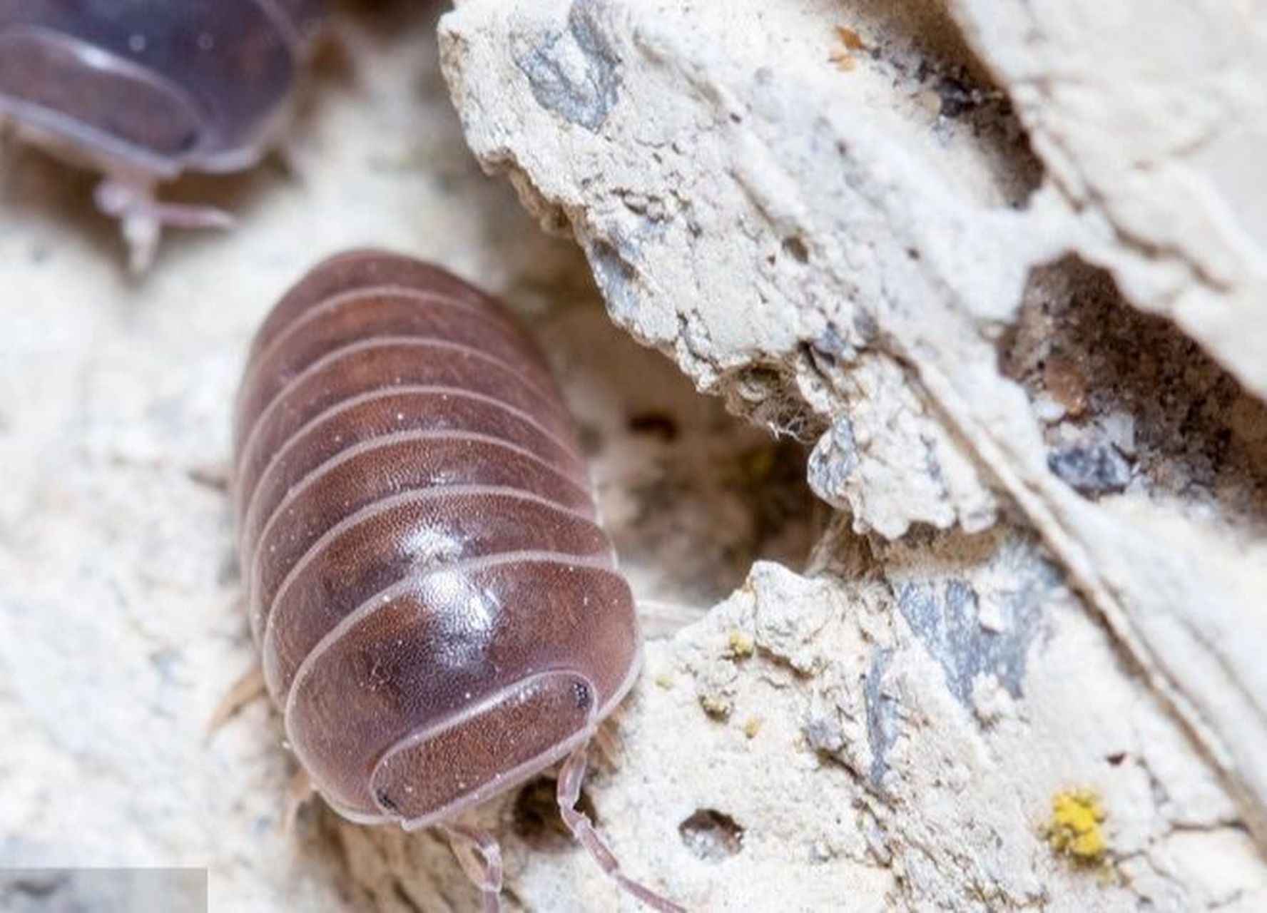 怎么清除木地板下潮湿虫子 要想灭除地板的潮虫可以用以下的方法: 1