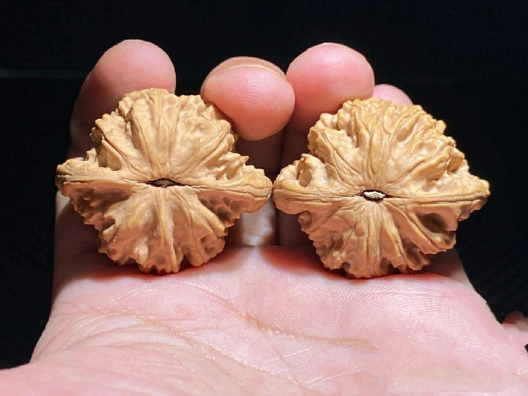 文玩核桃讲解之[霞云岭狮子头] 取名:霞云岭是一款以产地命名的狮子头