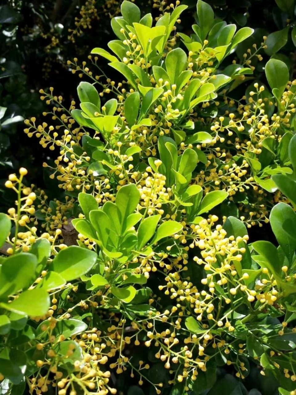 米兰花花朵小巧,自然没有大花型的花卉讨巧,但米兰以沁人的香气取 ..