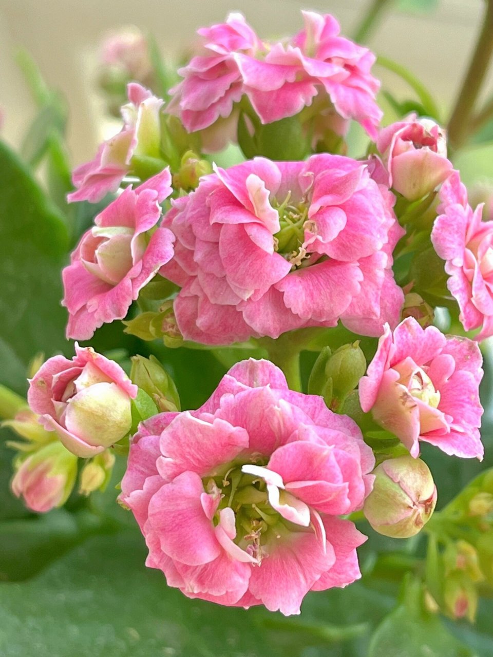 长寿花(52)粉巴黎 花期长,颜值高的一款