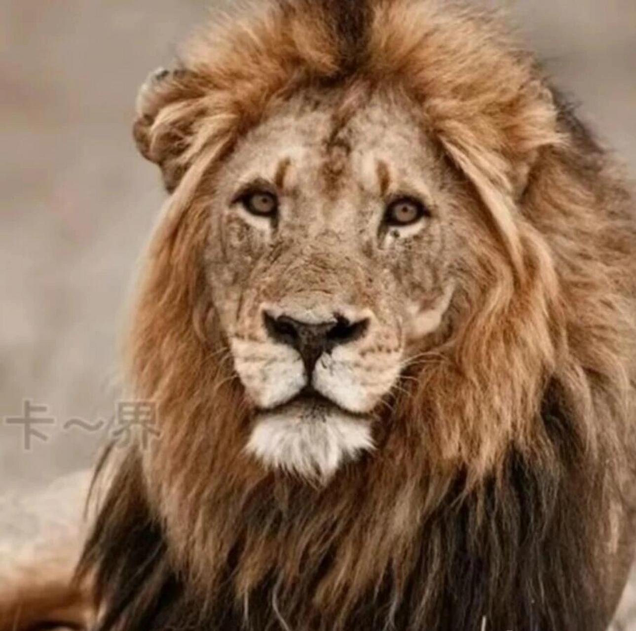 斯巴达狮群本来很安稳,秃尾巴也健康的成长起来.