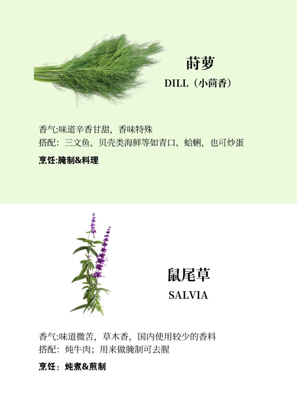 麝香草图片功效与用途图片