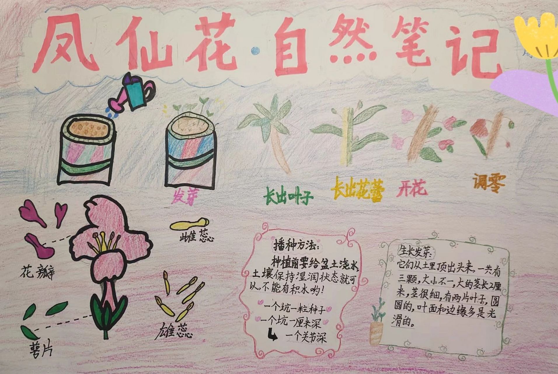 凤仙花自然笔记 暑假作业之三