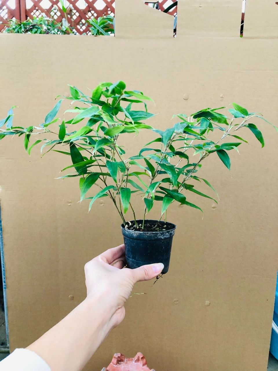 蝴蝶竹(叶片像蝴蝶翅膀)