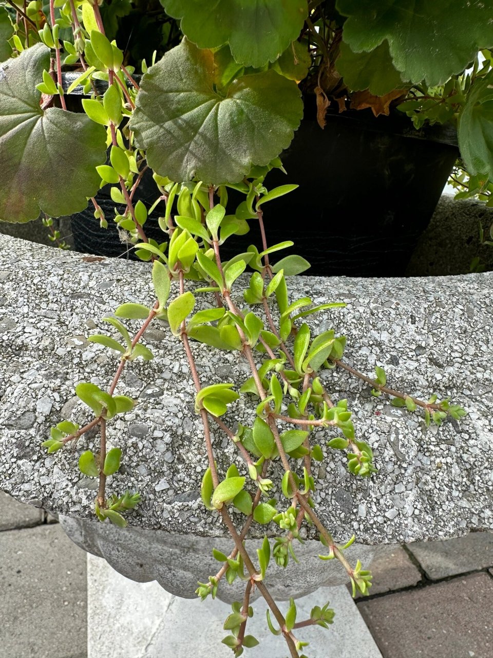 垂盆草开花图片