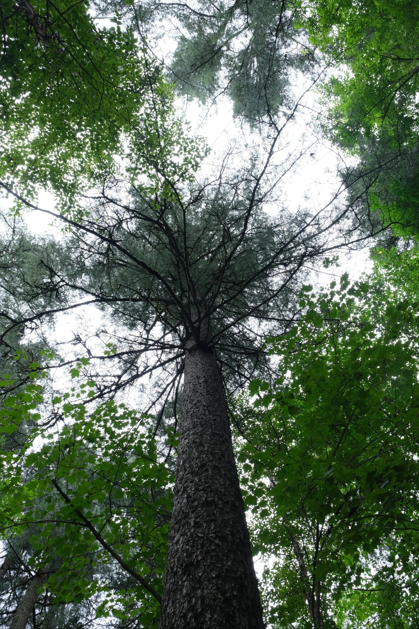 无尽夏 记小兴安岭五彩斑斓的绿