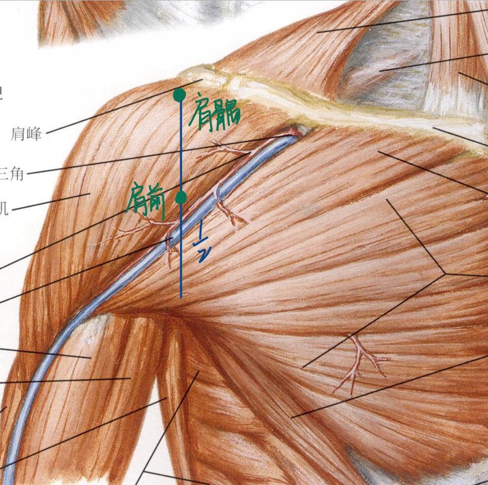 肩胛经络示意图图片
