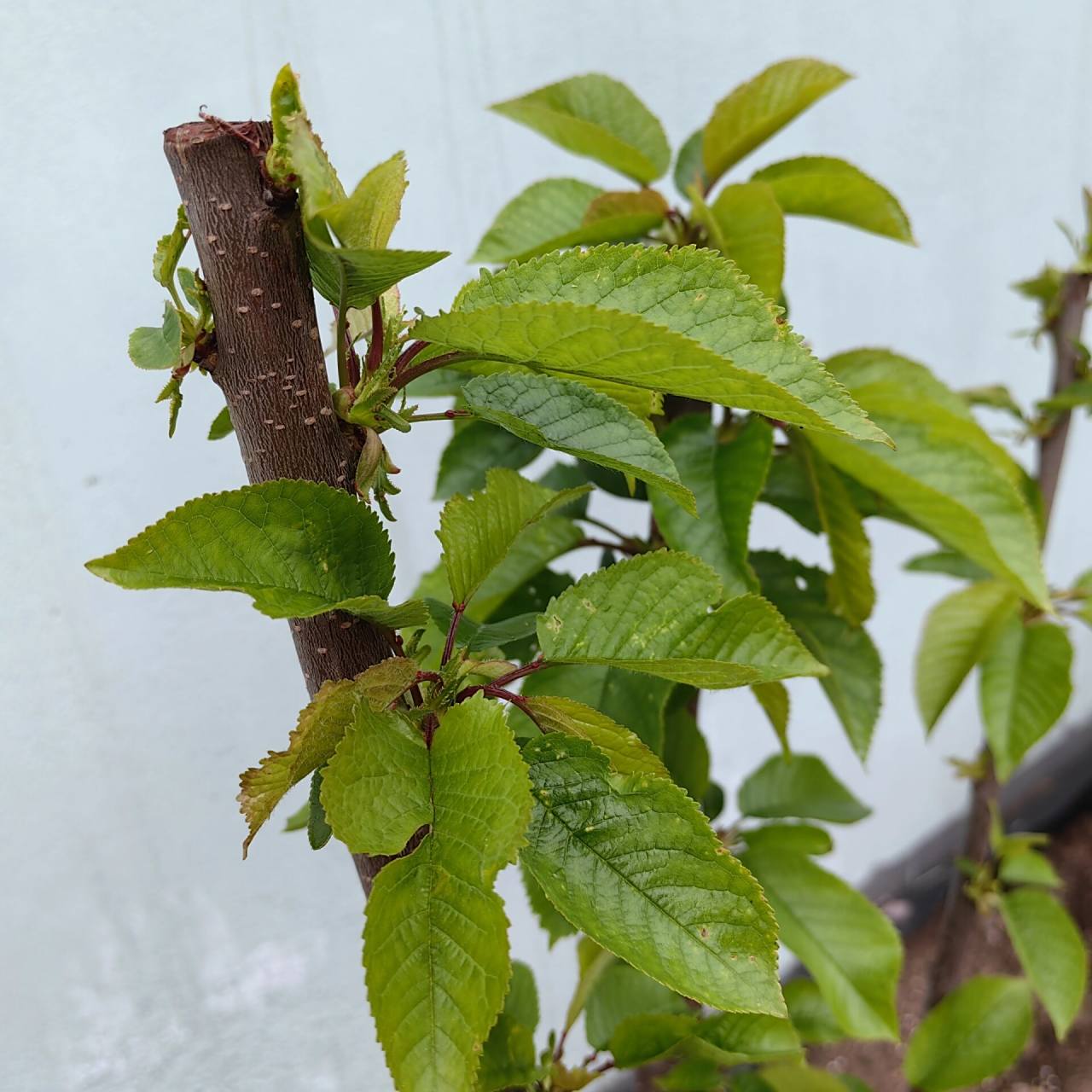 车厘子树 去年某宝买的两颗车厘子树苗,现在开始发芽长叶子了,请问这