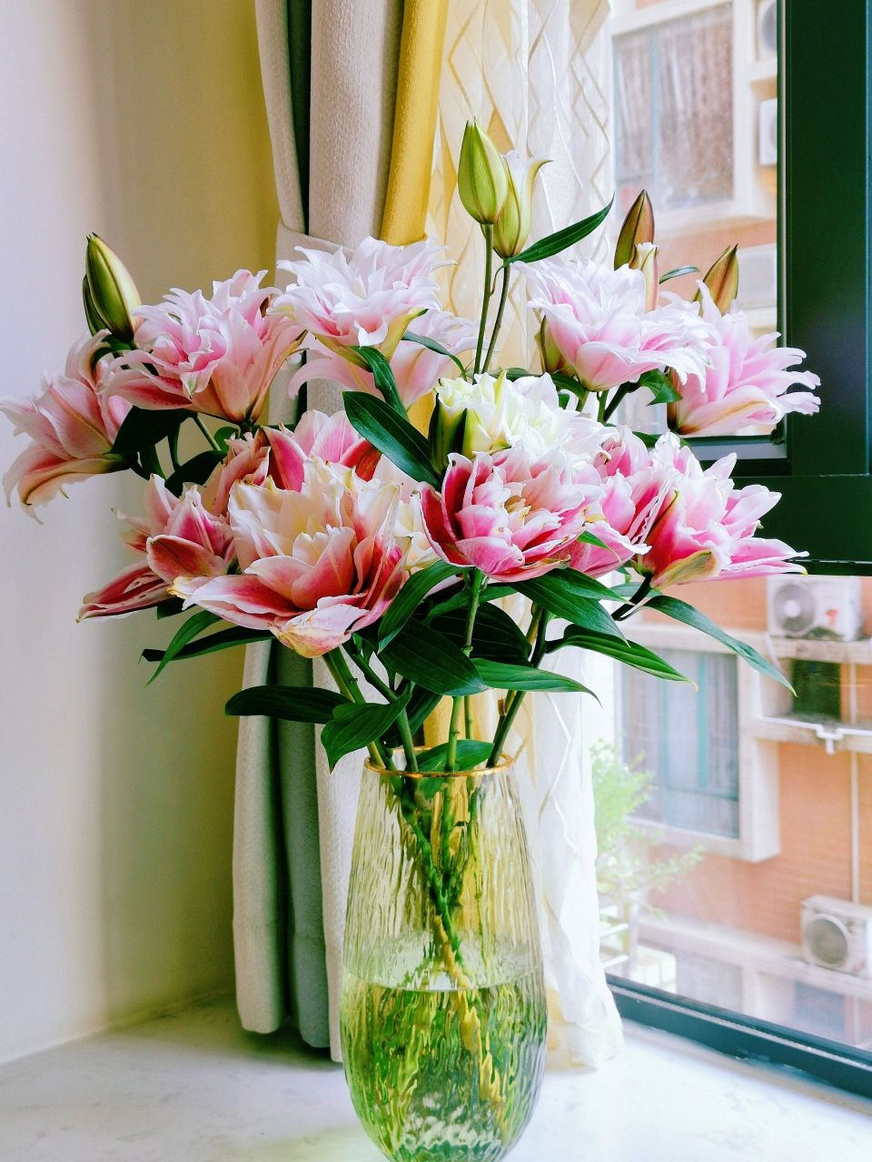 伊莎贝拉 火星百合 夏天还是百合耐养96 万事尽心尽力就好,有则锦上