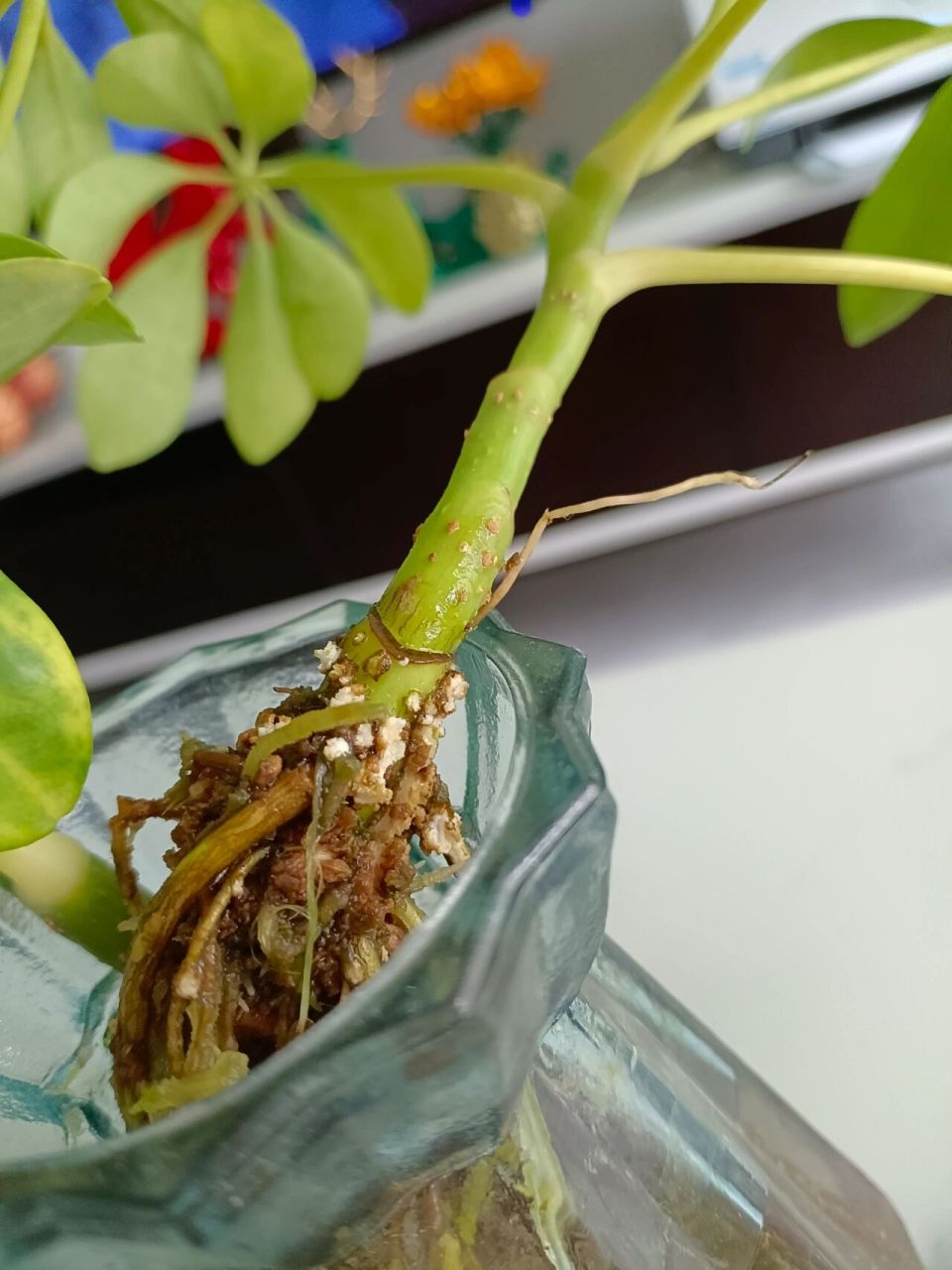 水培鸭脚木发黄掉叶怎么办?