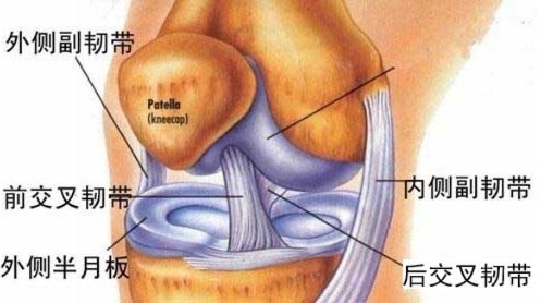 膝关节内侧疼痛之内侧副韧带损伤 内侧副韧带