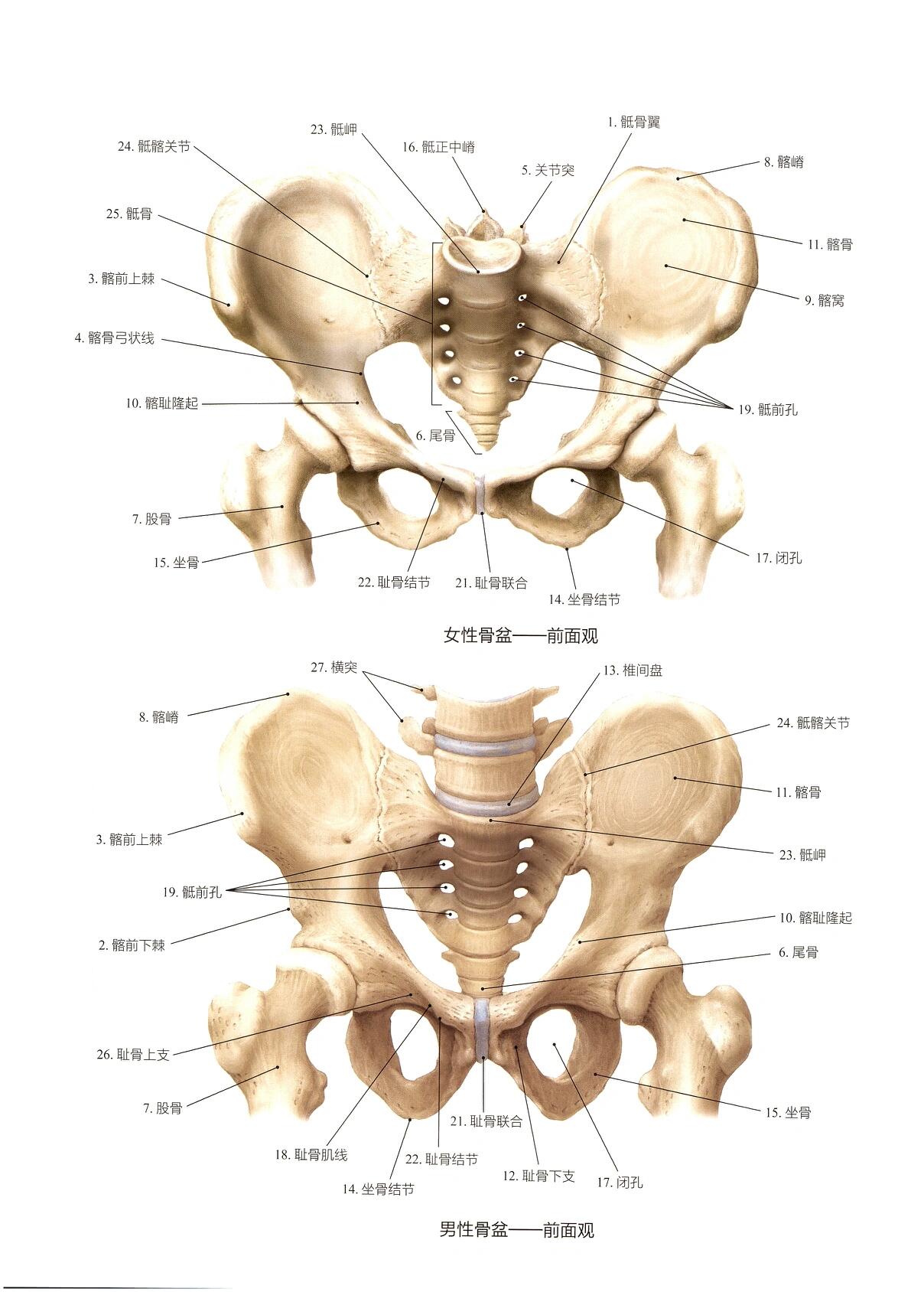 人体盆腔骨骼结构图图片