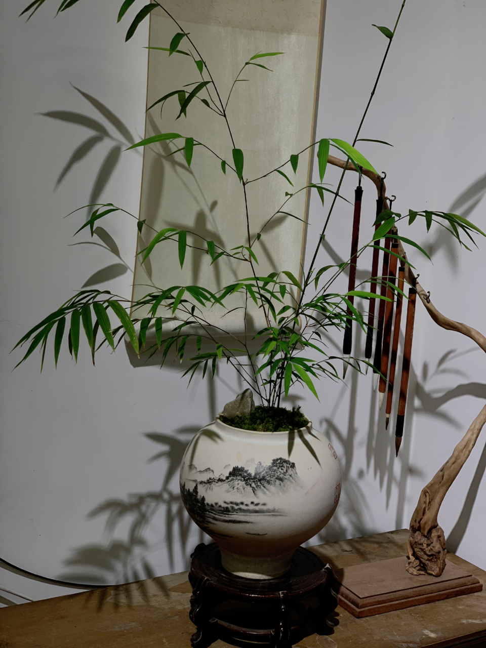 内门竹最灵动最有竹子韵味的一款竹子 植言植语