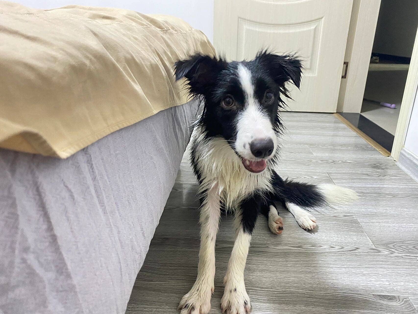 五个月大的边牧半折耳还会立耳嘛 狗子五个半月了,耳朵一直维持着半立