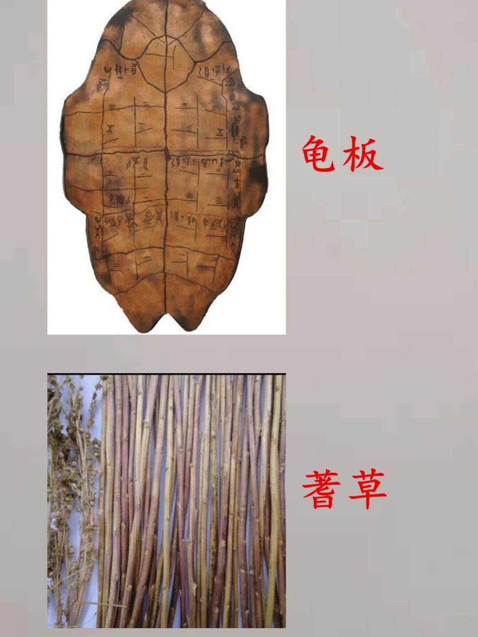 中国古代的占卜为什么常用龟和蓍草呢?