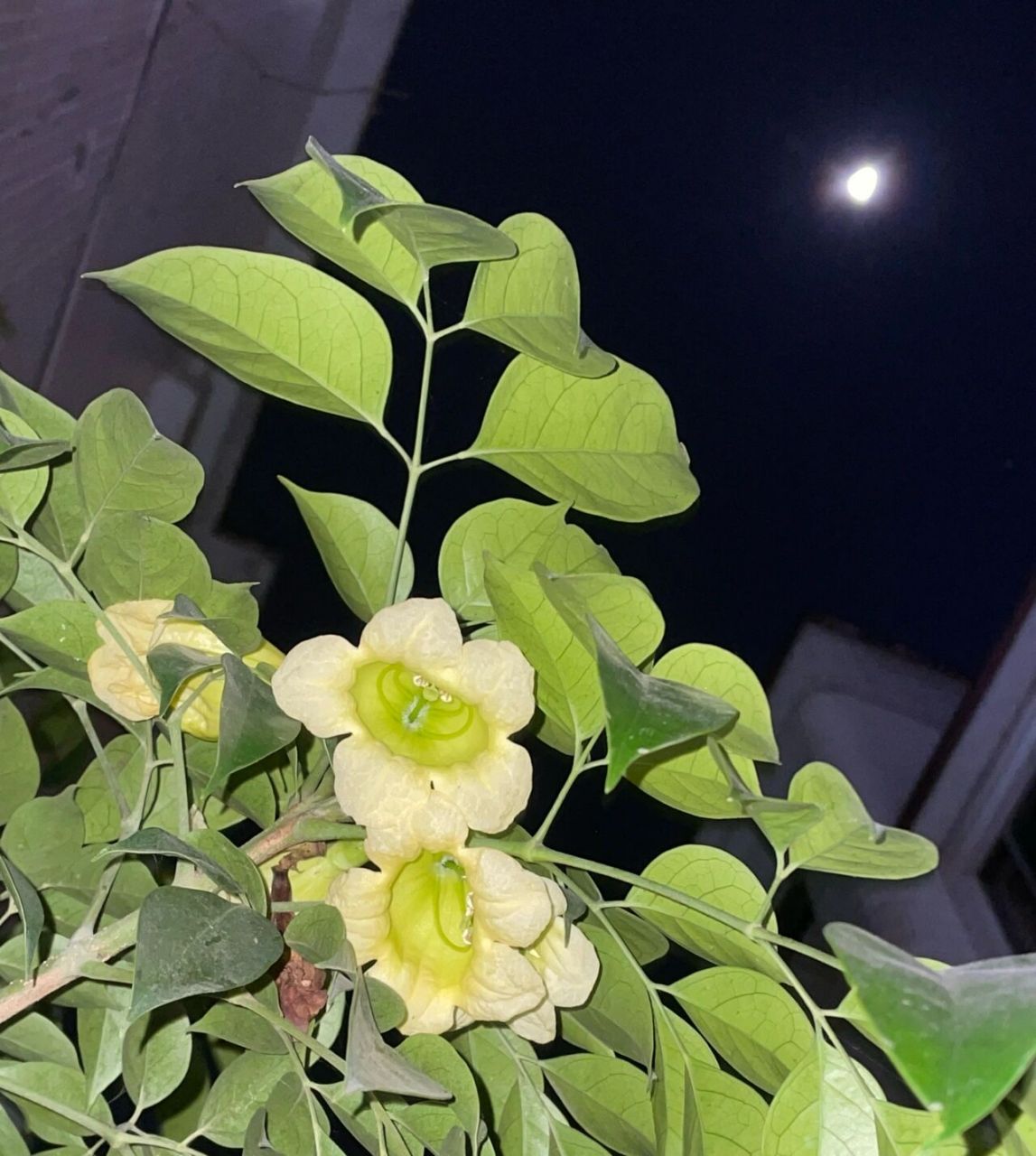 月夜里的海南菜豆树花 海南菜豆树,乔木,木材为优质家具用材