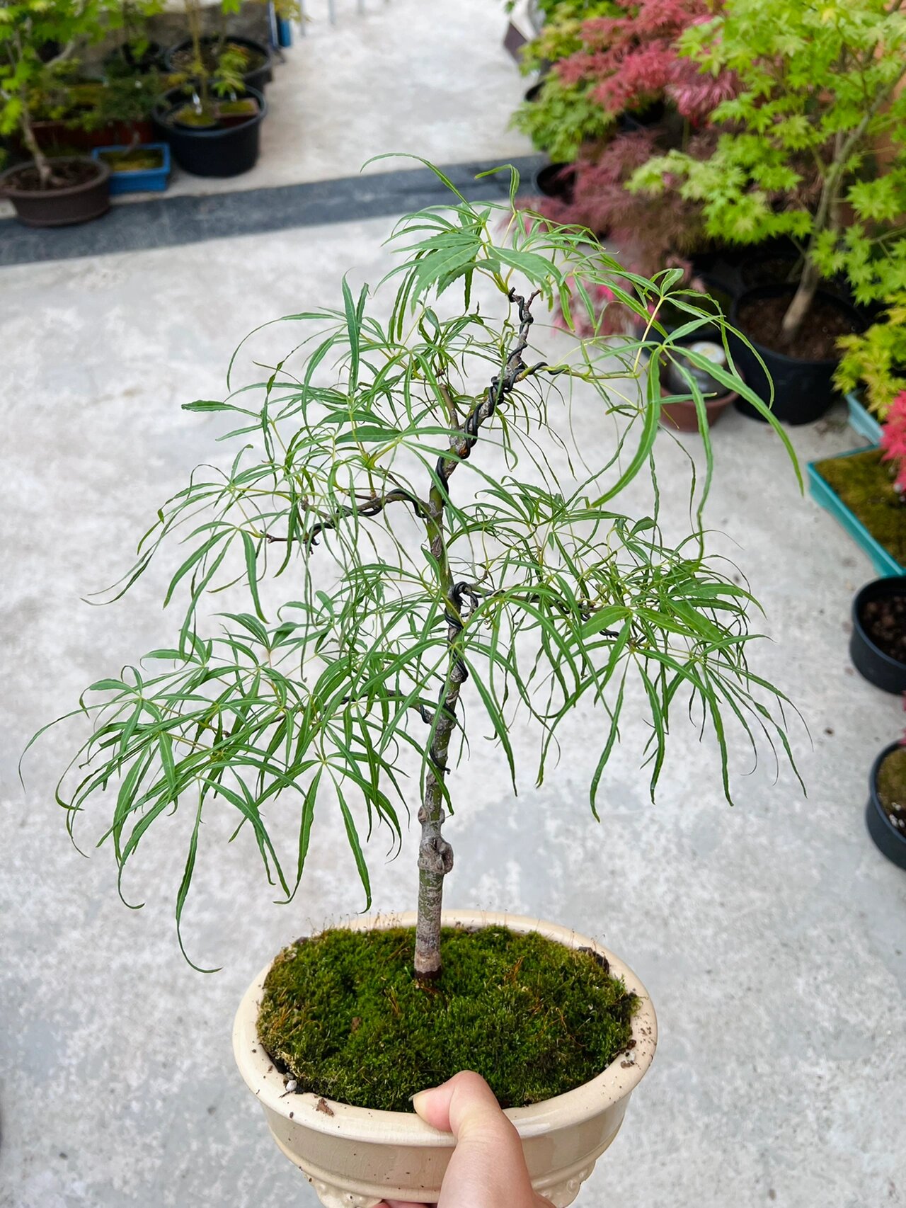 枫树金线!最爱的品种之一!