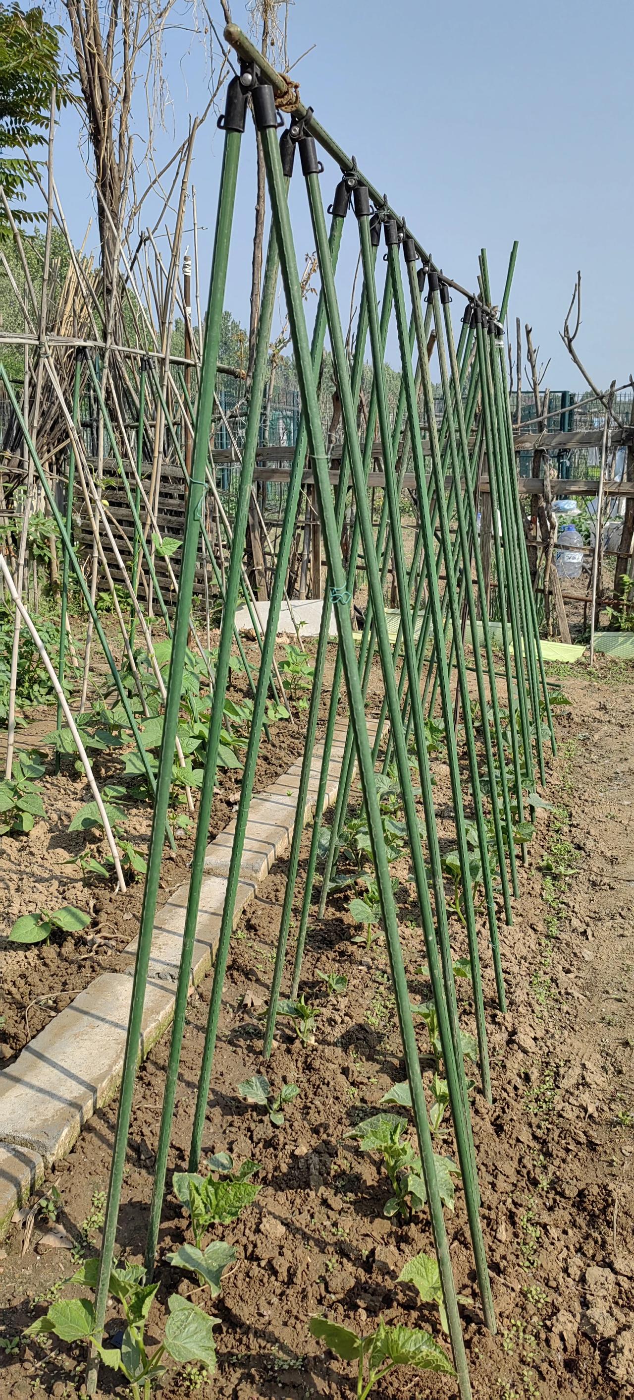 天气热了,西红柿黄瓜都长得很快,都开始开花了,前几天先把西红柿打岔