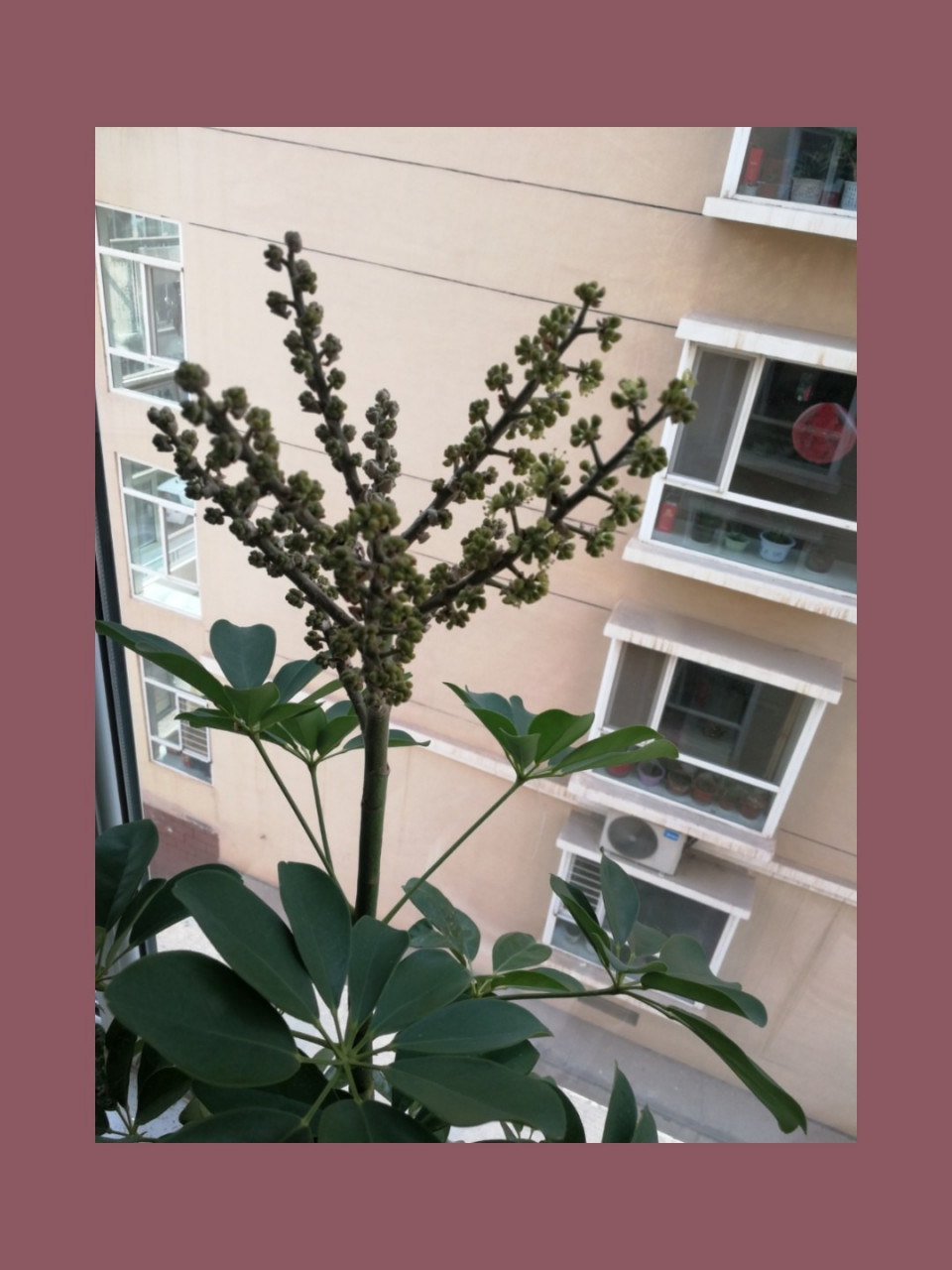 鸭掌木开花 鸭掌木开花花🌸🌸 第一张,2020.9.