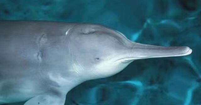 每天认识一个新物种 第一种 白鳍豚