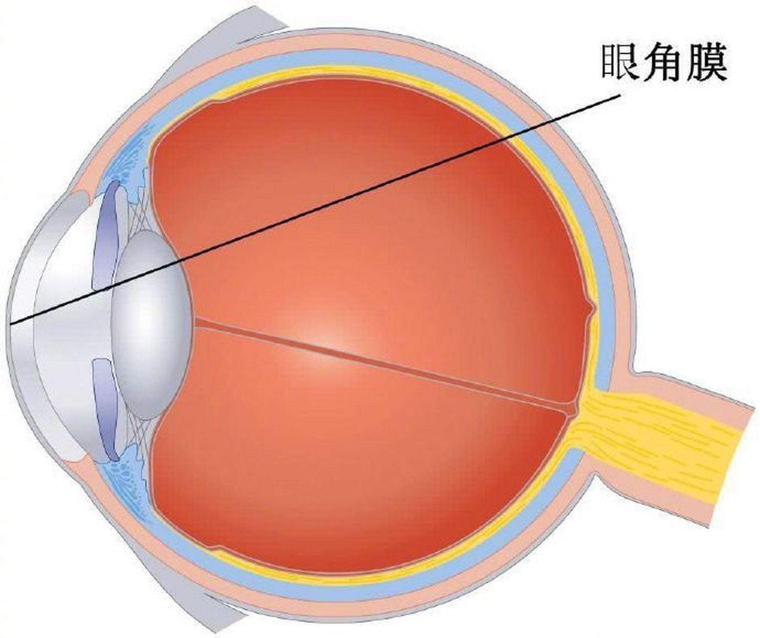 正常人的眼角膜图片图片