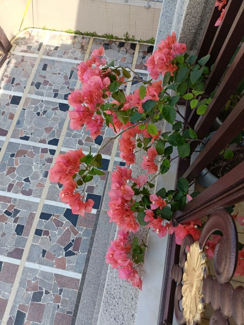 最爱的三角梅～波伊斯玫瑰 水橙色,超级丰花勤花,可以做垂吊,是我最爱