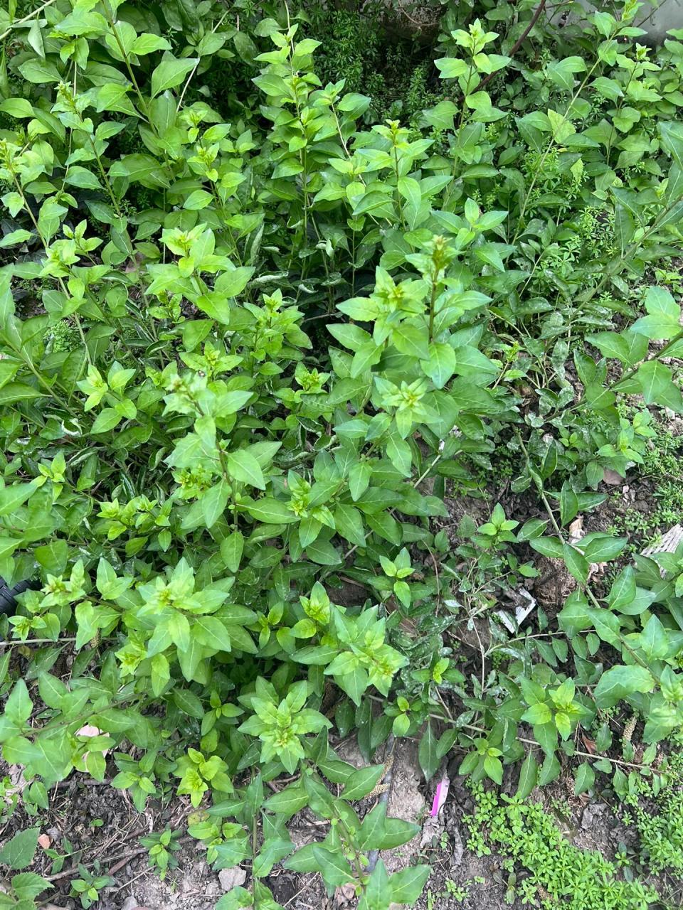 尼龙尖野菜学名图片