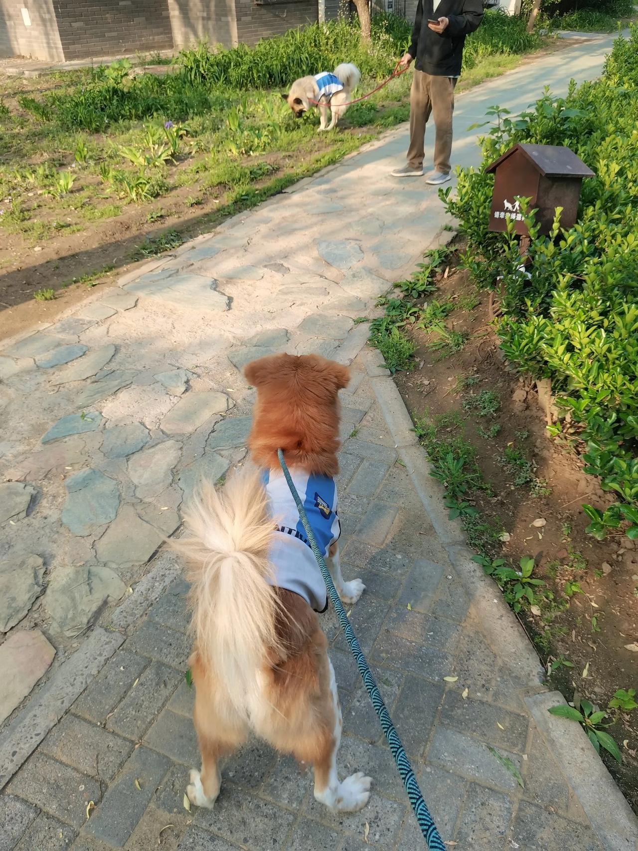 我在反应过来前已经看到他的狗狗也穿着阿根廷的10号球服