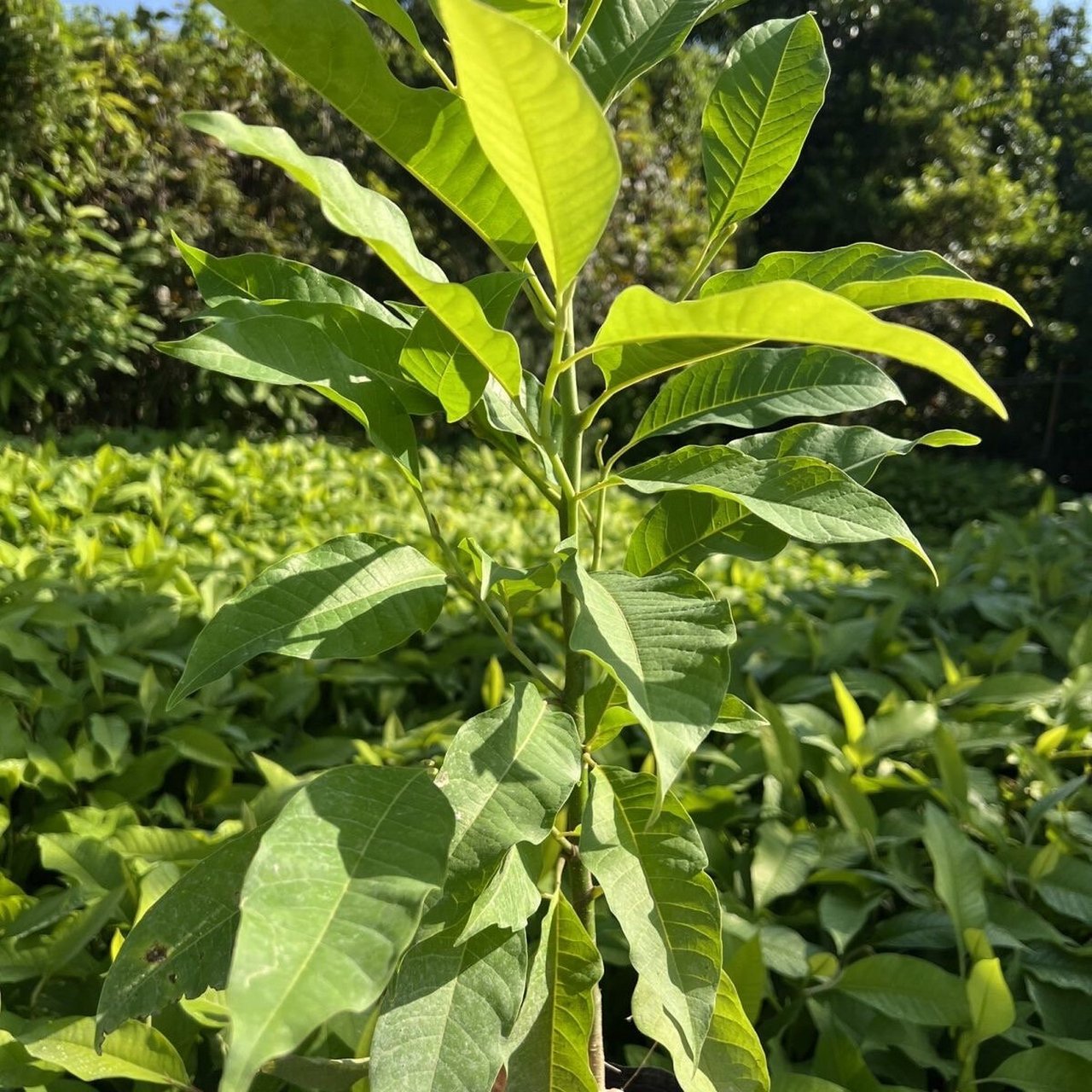 黄玉兰花和白玉兰如何区分 黄玉兰的叶子有毛毛白玉兰的叶子没毛毛