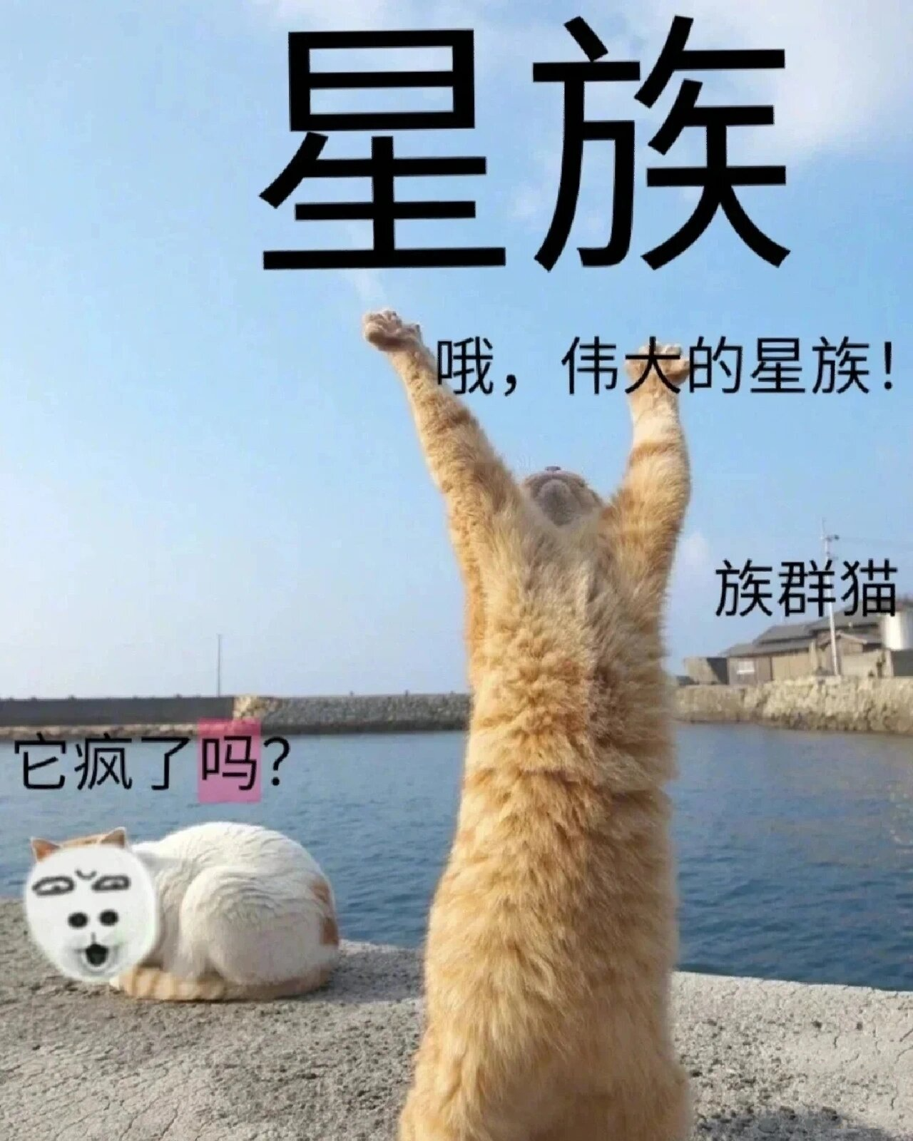 测测你的猫武士名字图片