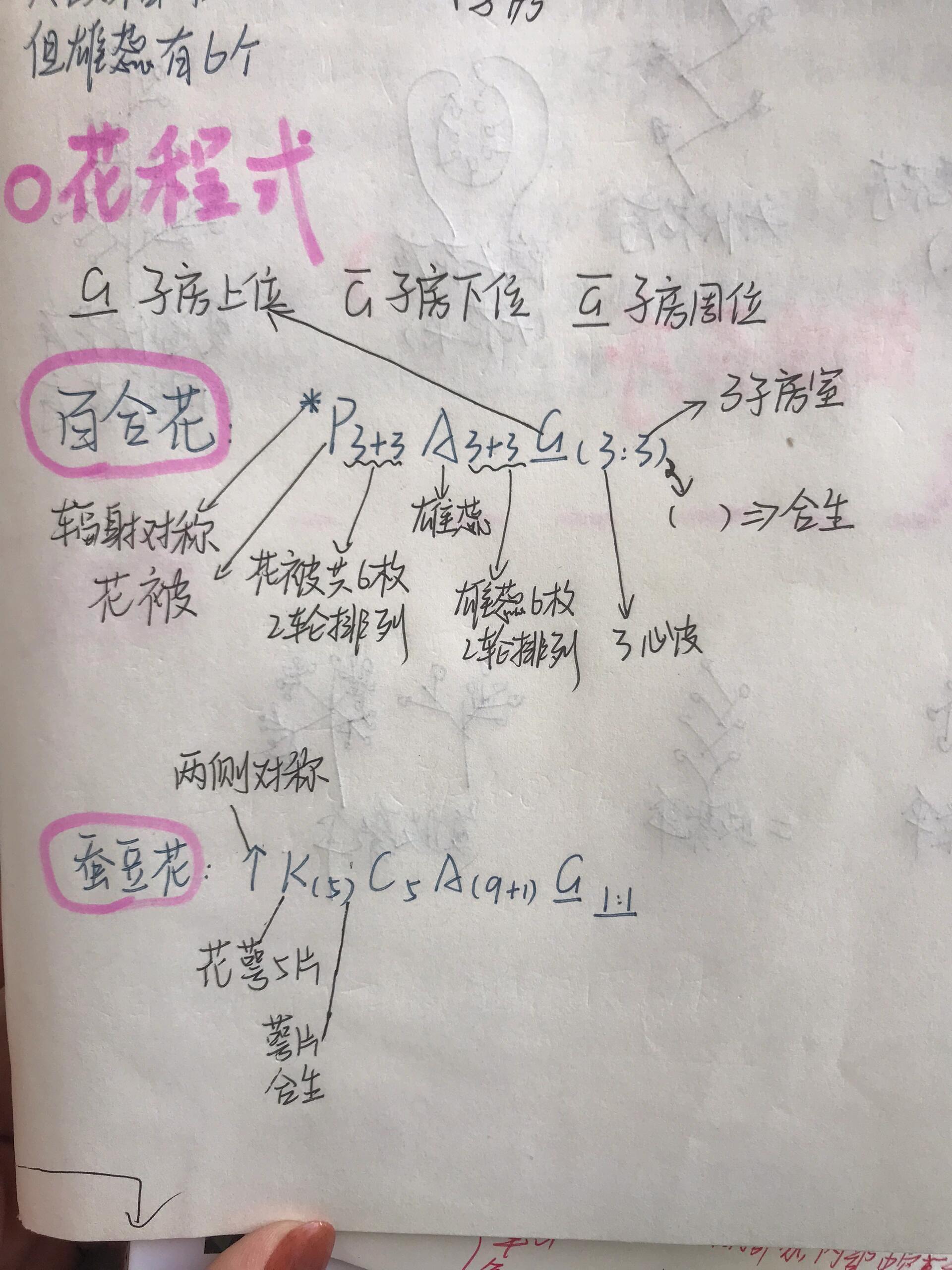 植物学花程式 啊啊啊啊啊啊保佑保佑我不挂科