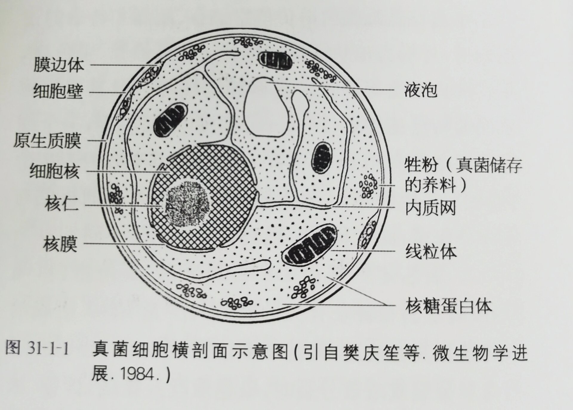 图五:真菌的有性孢子形态 这五张图供大家了解微生物的世界也是很有