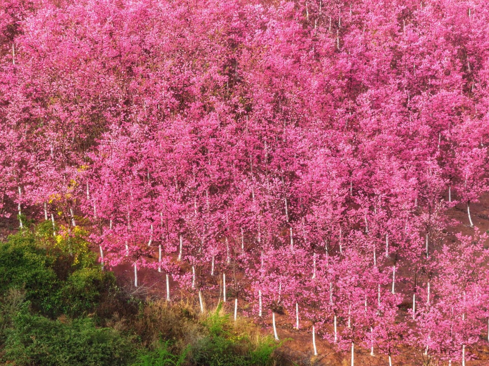 昆明宜良山后樱花谷图片