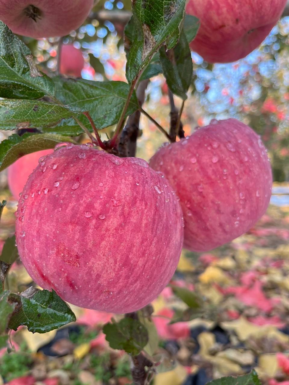 尝遍人间仙果,不如洛川红富士苹果96 7815因为天然,所以推荐!