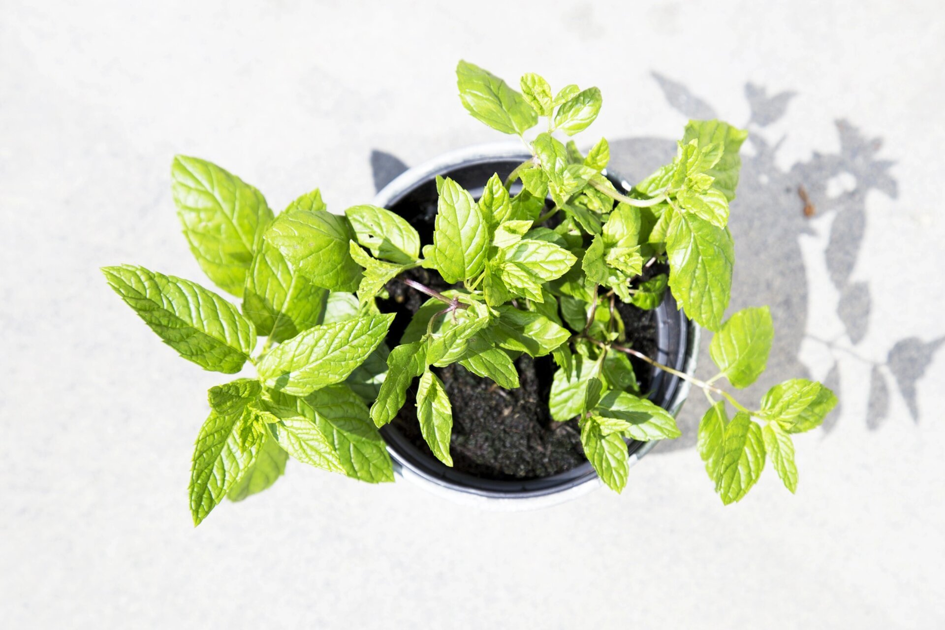 繪畫素材1000更—薄荷組圖