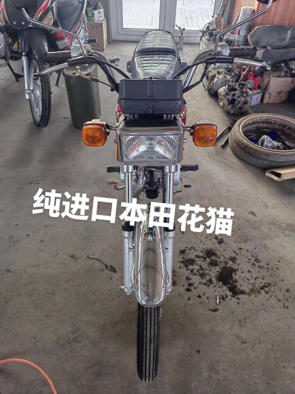 极品纯进口本田花猫,全部原装.