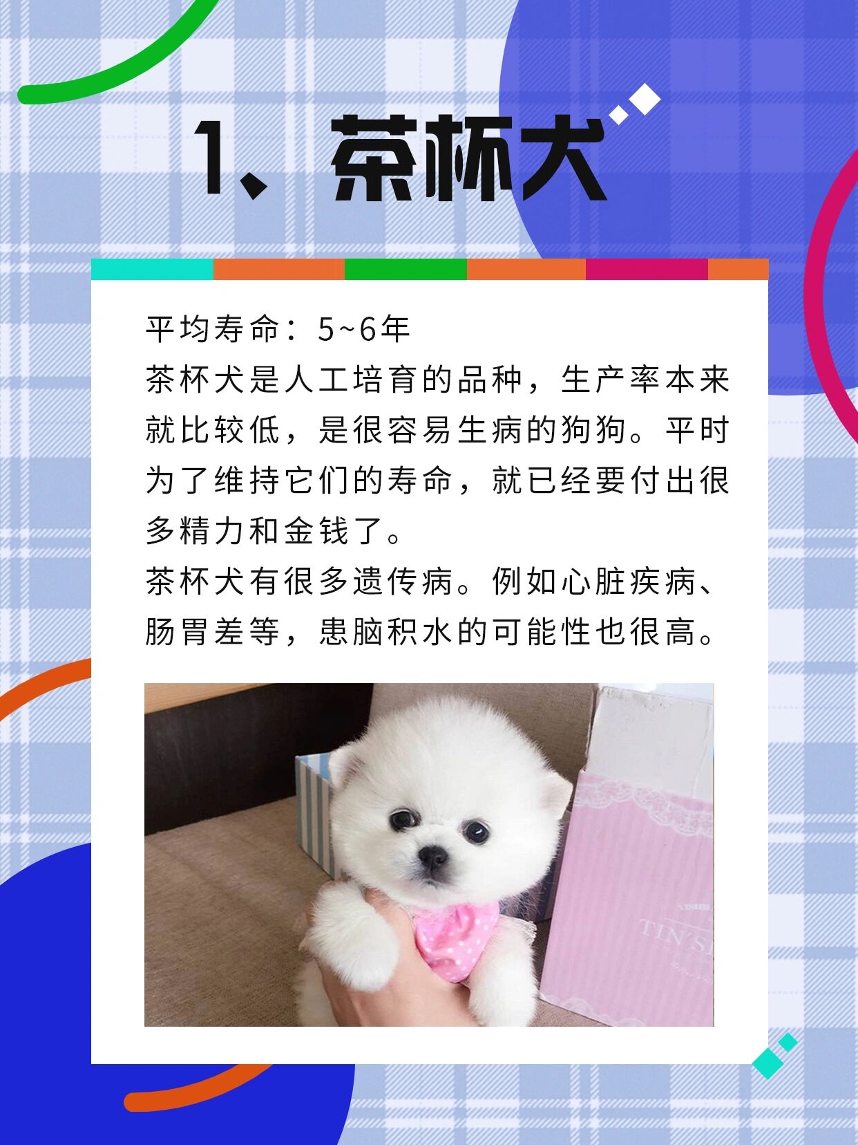 茶杯犬1元一只 寿命图片