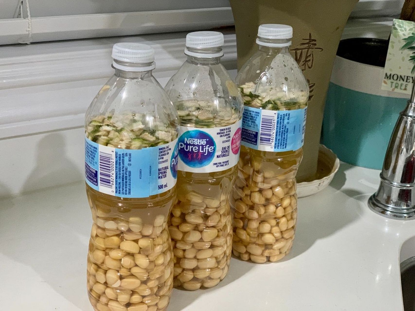 自制有机黄豆酵素花肥 矿泉水瓶子里面放一半煮熟的黄豆77一半的水