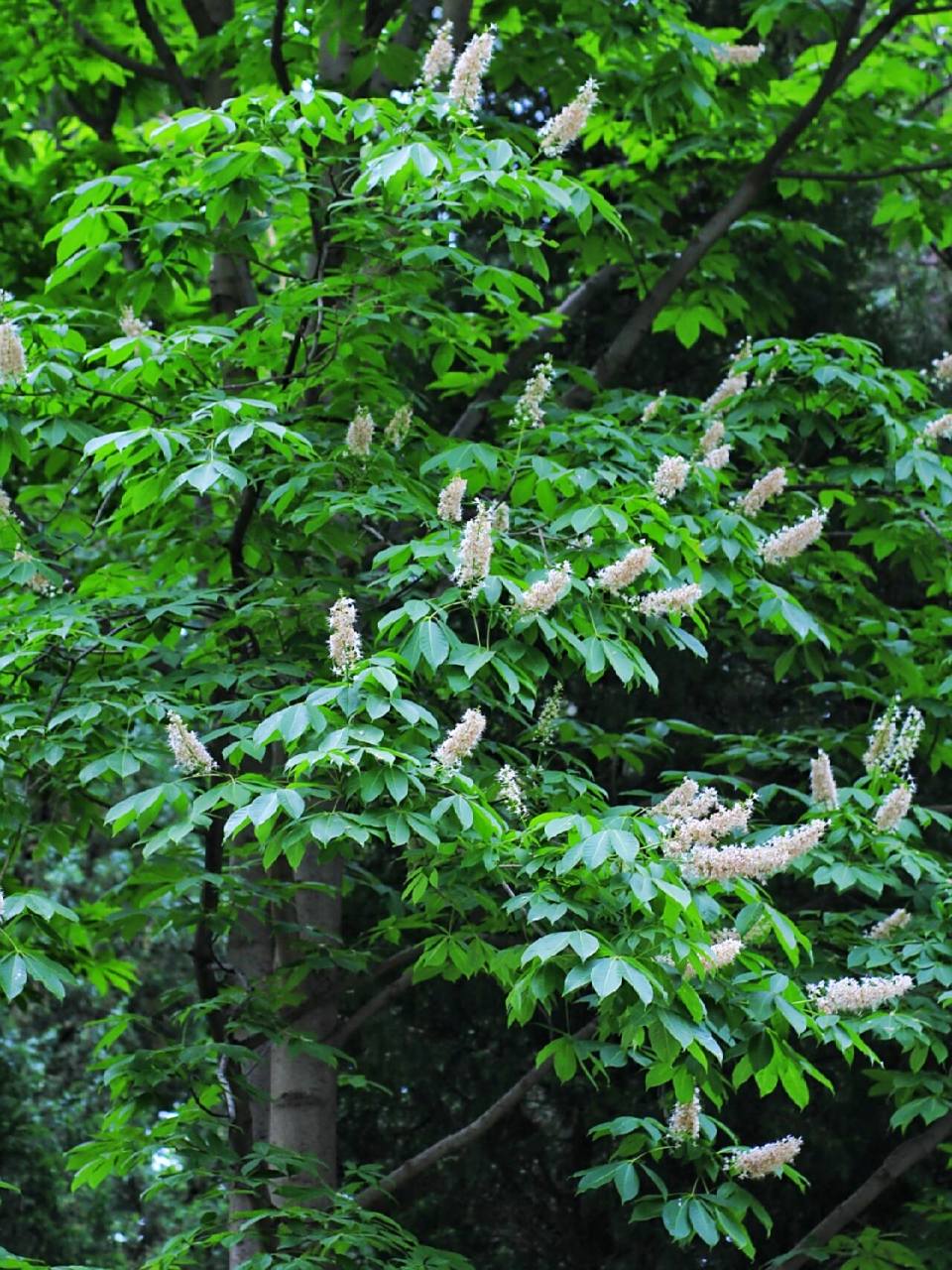 七叶树 #每个树枝上都只有七片叶子的树,七叶树属聚伞圆锥花序组落叶