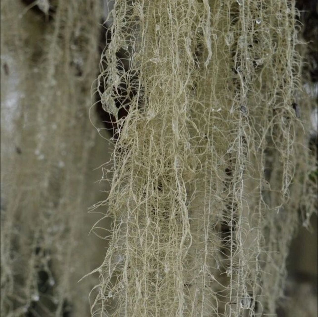 认识的中药材 4 | 松萝 99药材名: 松萝(松萝科) 99别名: 节松萝