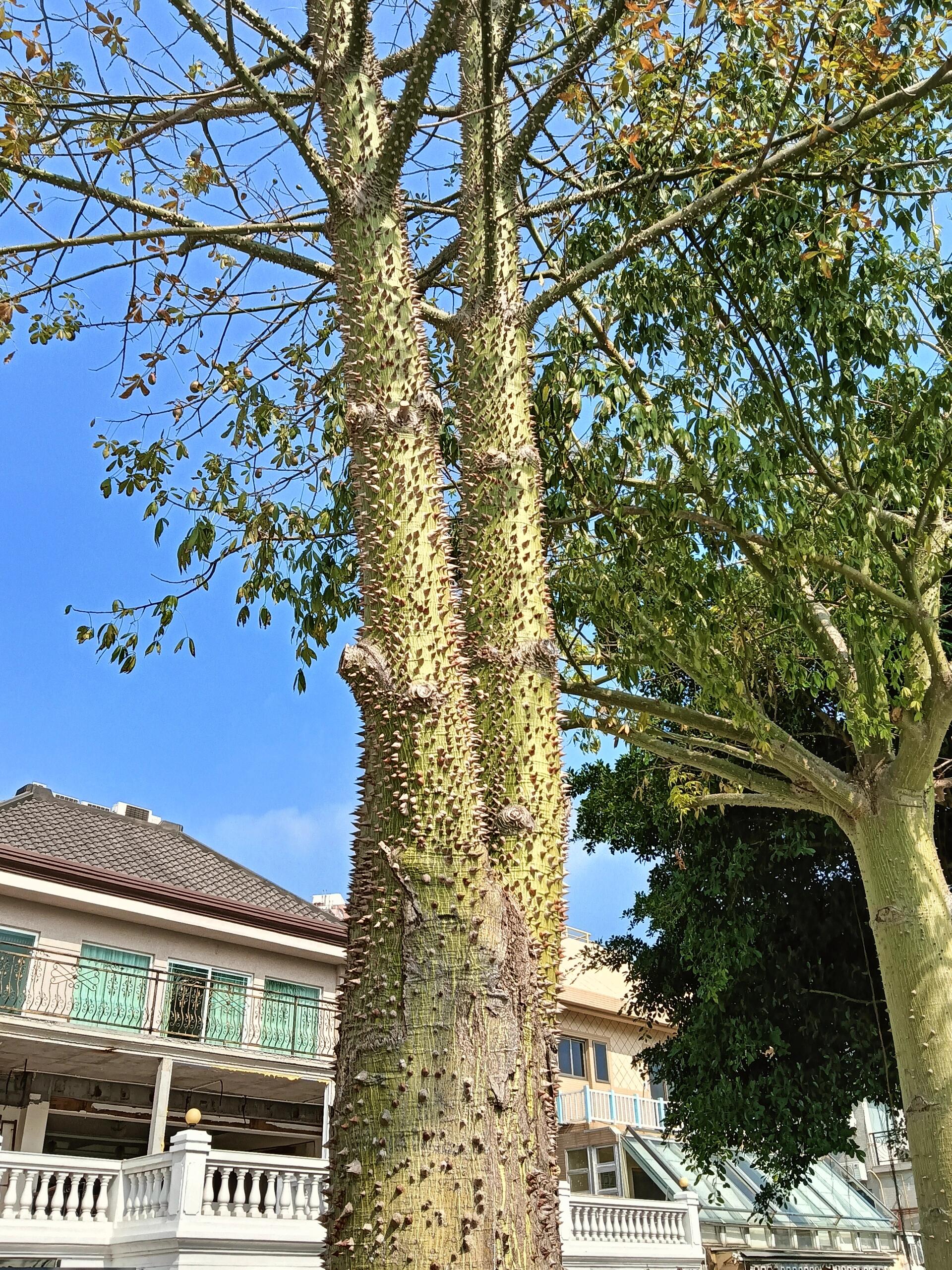 舒婷笔下木棉树 在中英街的湖滨大道见到了两棵树,它的树干长满了刺
