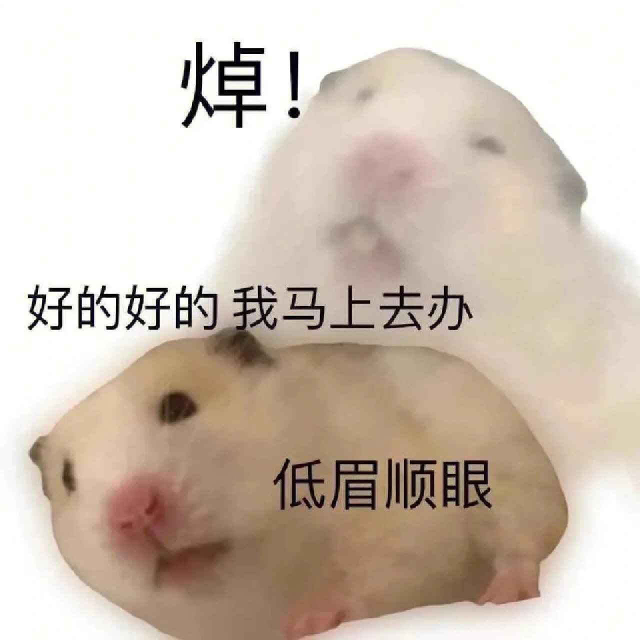 沙雕仓鼠表情包(1)