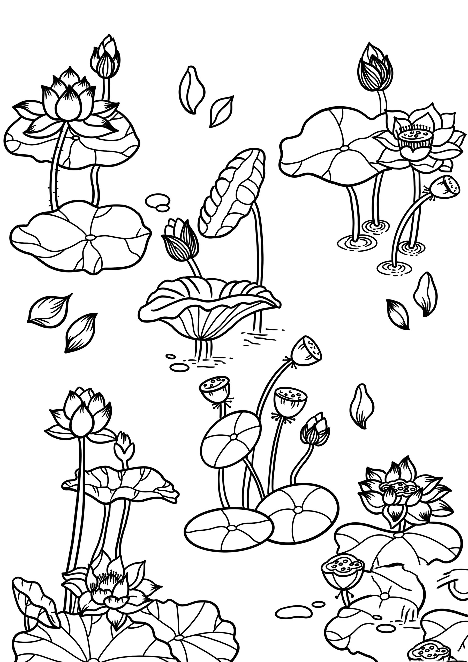 荷花简笔画(可打印@孤雁鱼ing的动态